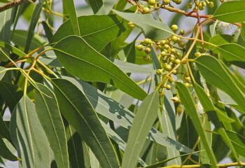 El poder del eucalipto: Conociendo la riqueza purificante de nuestra tierra